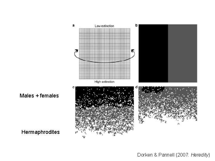 Males + females Hermaphrodites Dorken & Pannell (2007: Heredity) 