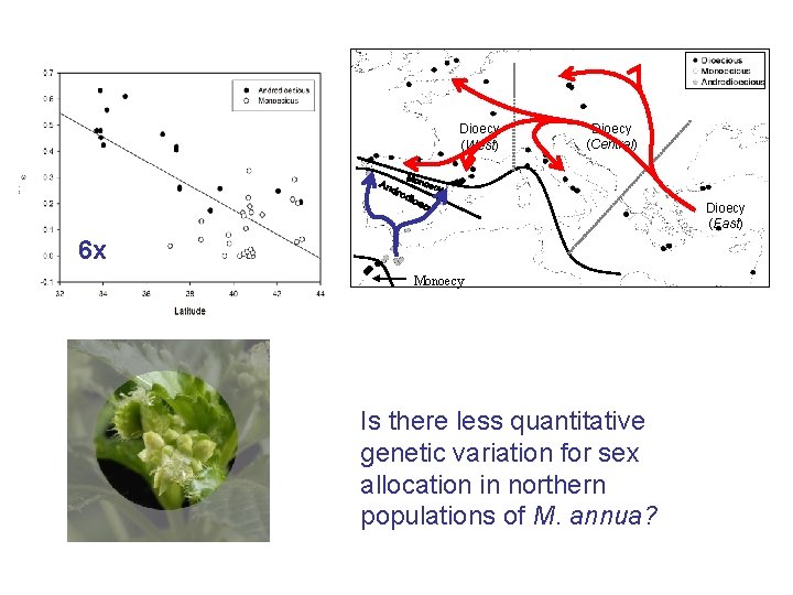 Dioecy (West) Dioecy (Central) Dioecy (East) 6 x Monoecy Is there less quantitative genetic