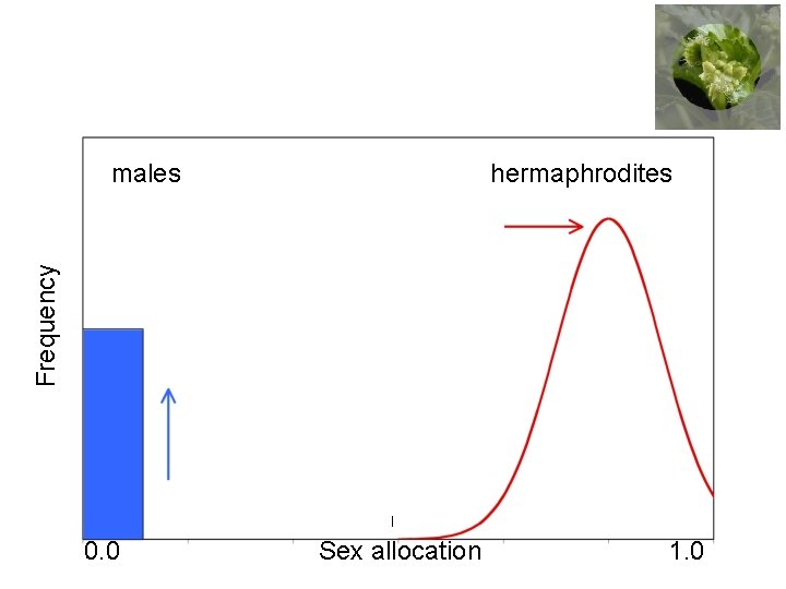 hermaphrodites Frequency males 0. 0 Sex allocation 1. 0 