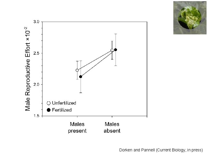 Dorken and Pannell (Current Biology, in press) 