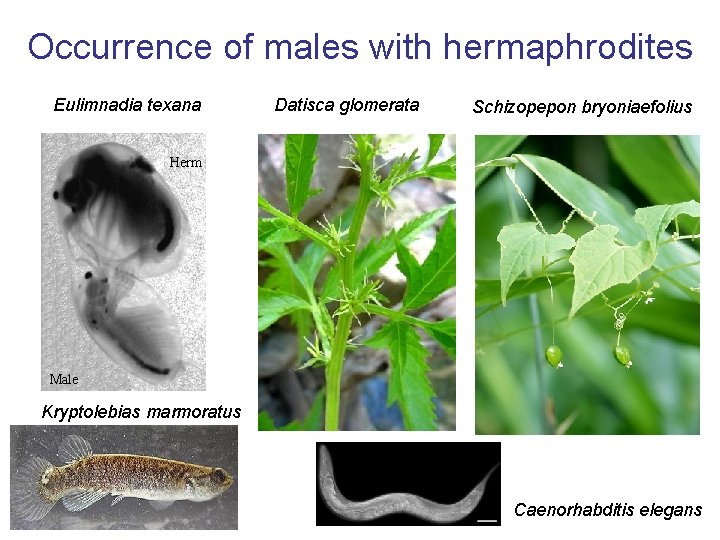 Occurrence of males with hermaphrodites Eulimnadia texana Datisca glomerata Schizopepon bryoniaefolius Herm Male Kryptolebias