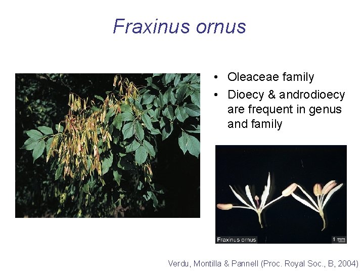Fraxinus ornus • Oleaceae family • Dioecy & androdioecy are frequent in genus and