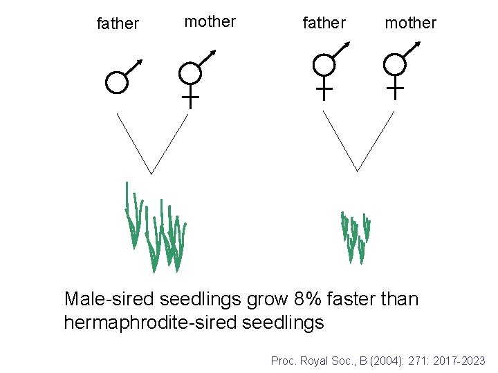 father mother Male-sired seedlings grow 8% faster than hermaphrodite-sired seedlings Proc. Royal Soc. ,