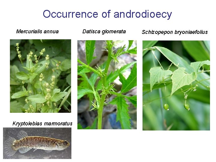 Occurrence of androdioecy Mercurialis annua Kryptolebias marmoratus Datisca glomerata Schizopepon bryoniaefolius 