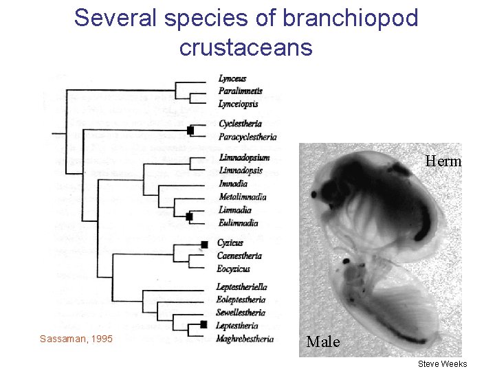 Several species of branchiopod crustaceans Herm Sassaman, 1995 Male Steve Weeks 