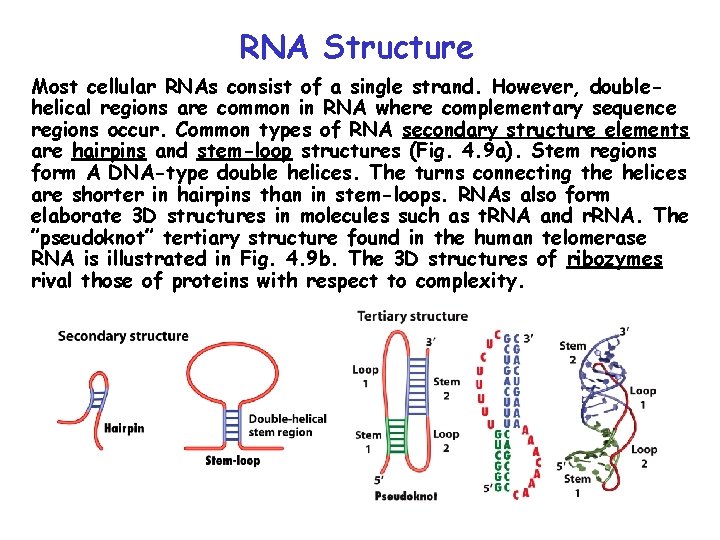 RNA Structure Most cellular RNAs consist of a single strand. However, doublehelical regions are