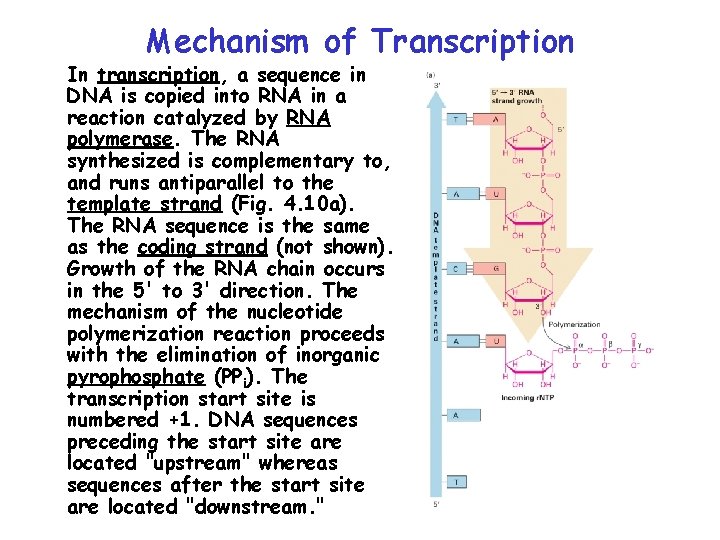 Mechanism of Transcription In transcription, a sequence in DNA is copied into RNA in