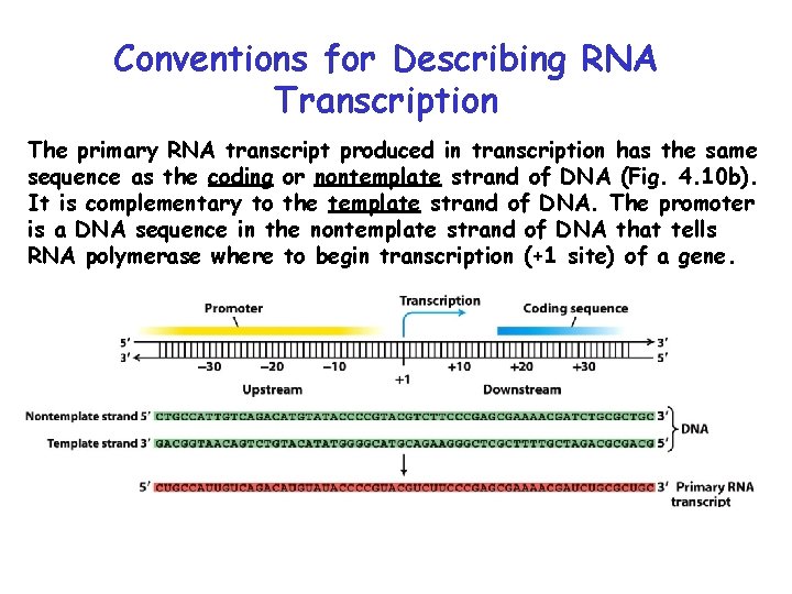 Conventions for Describing RNA Transcription The primary RNA transcript produced in transcription has the