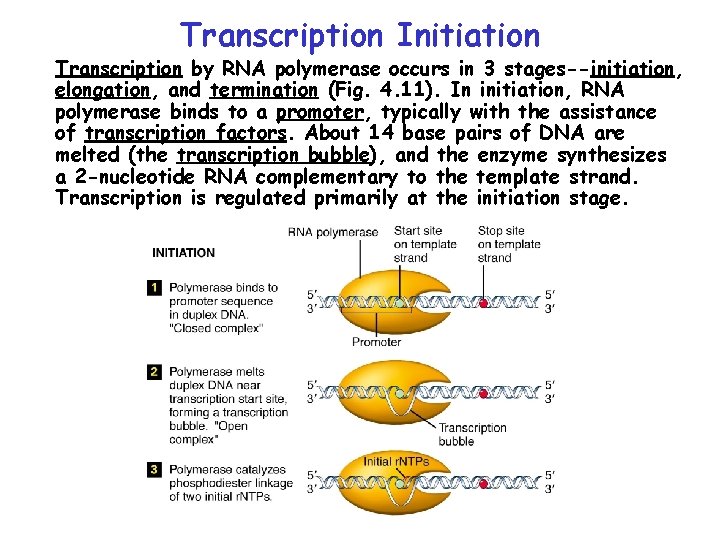 Transcription Initiation Transcription by RNA polymerase occurs in 3 stages--initiation, elongation, and termination (Fig.
