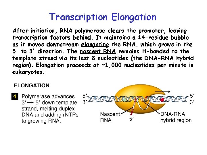 Transcription Elongation After initiation, RNA polymerase clears the promoter, leaving transcription factors behind. It