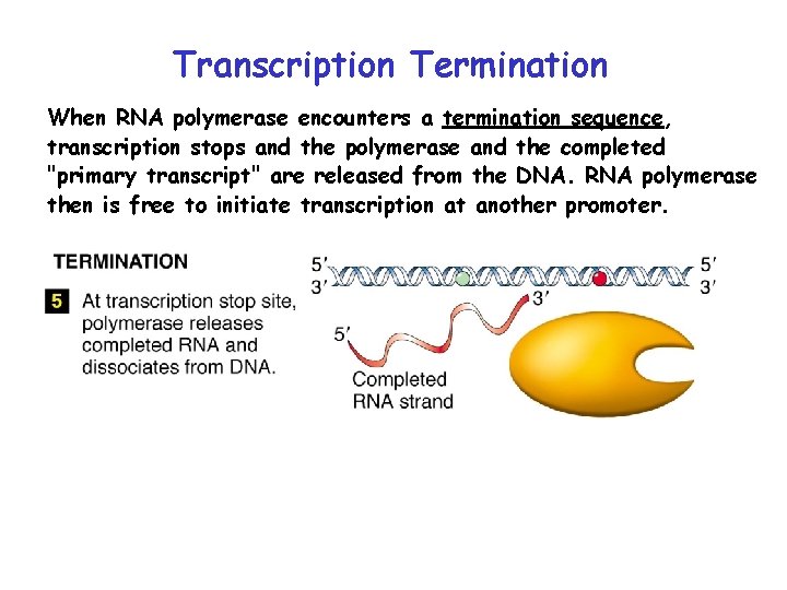 Transcription Termination When RNA polymerase encounters a termination sequence, transcription stops and the polymerase