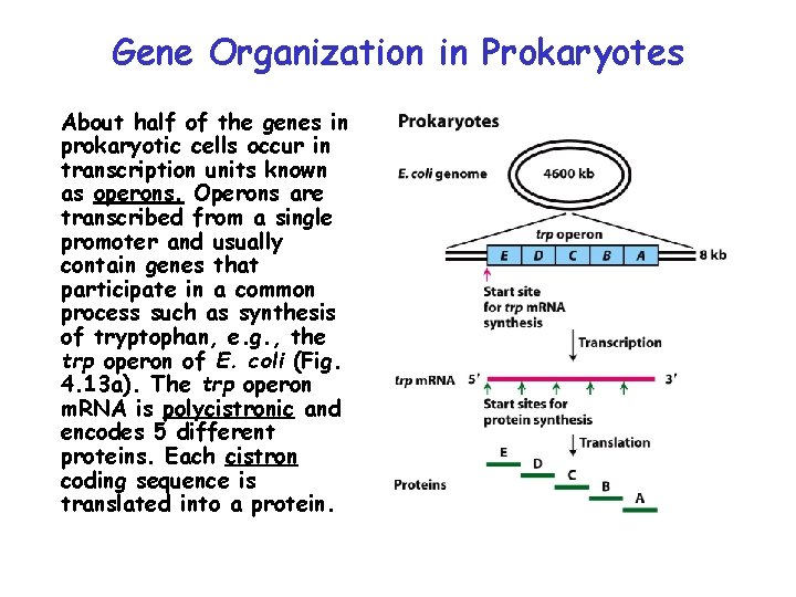 Gene Organization in Prokaryotes About half of the genes in prokaryotic cells occur in