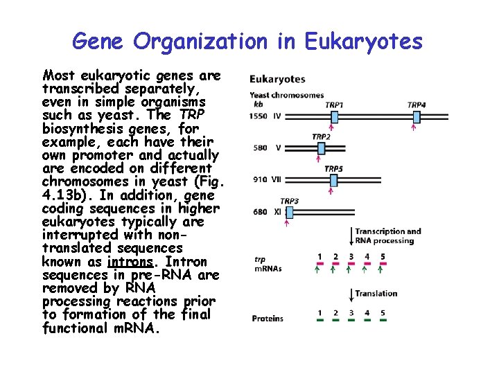 Gene Organization in Eukaryotes Most eukaryotic genes are transcribed separately, even in simple organisms