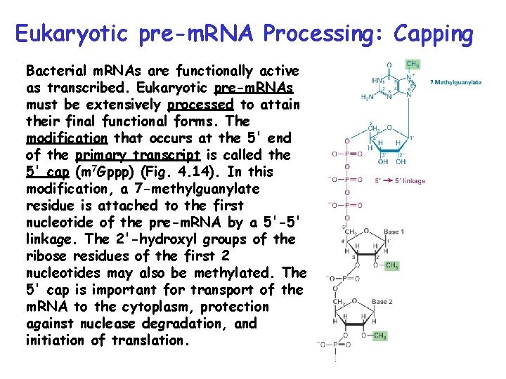 Eukaryotic pre-m. RNA Processing: Capping Bacterial m. RNAs are functionally active as transcribed. Eukaryotic