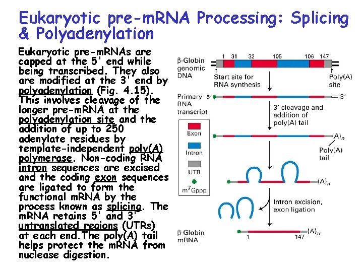 Eukaryotic pre-m. RNA Processing: Splicing & Polyadenylation Eukaryotic pre-m. RNAs are capped at the