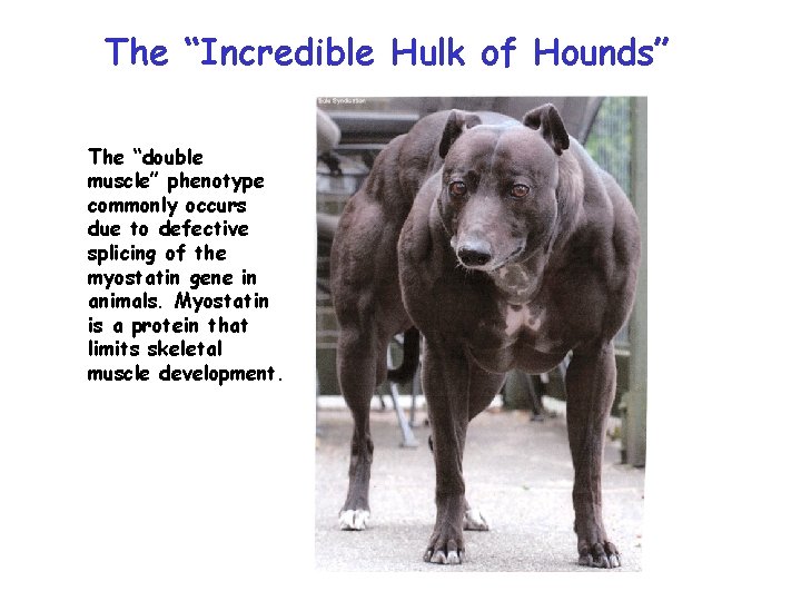 The “Incredible Hulk of Hounds” The “double muscle” phenotype commonly occurs due to defective