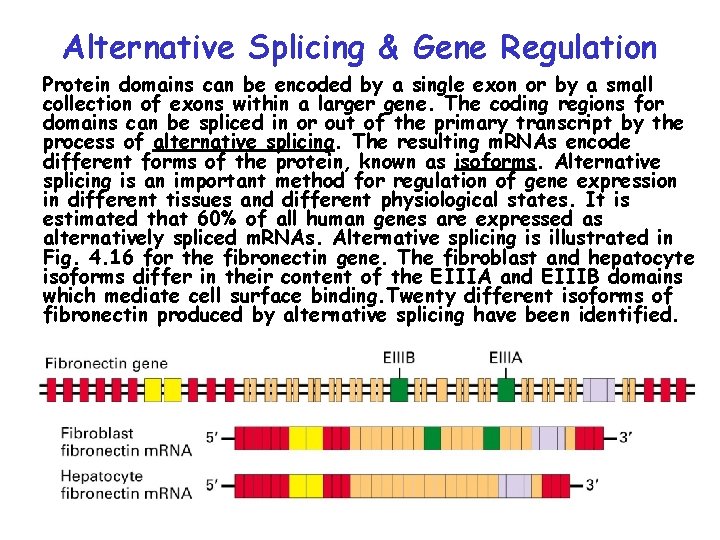 Alternative Splicing & Gene Regulation Protein domains can be encoded by a single exon