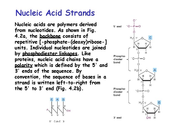 Nucleic Acid Strands Nucleic acids are polymers derived from nucleotides. As shown in Fig.