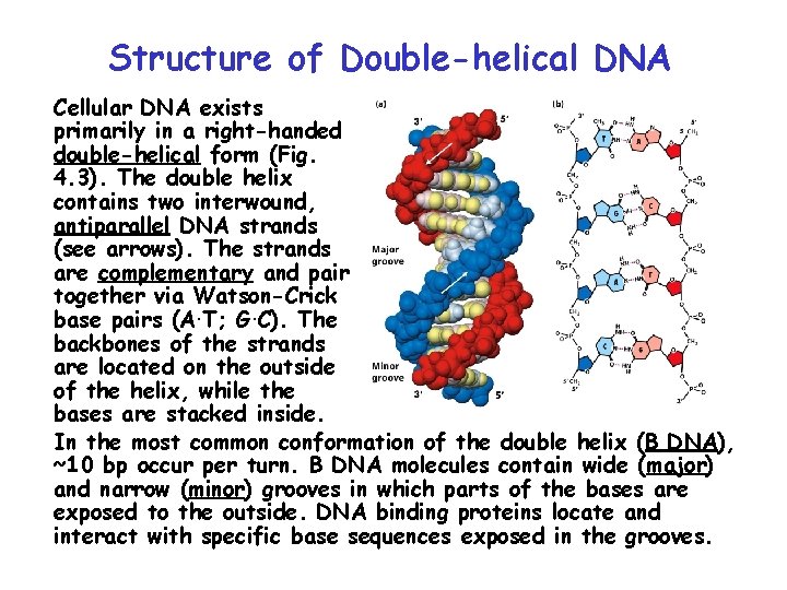 Structure of Double-helical DNA Cellular DNA exists primarily in a right-handed double-helical form (Fig.
