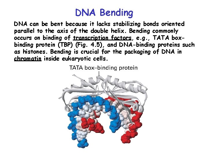 DNA Bending DNA can be bent because it lacks stabilizing bonds oriented parallel to