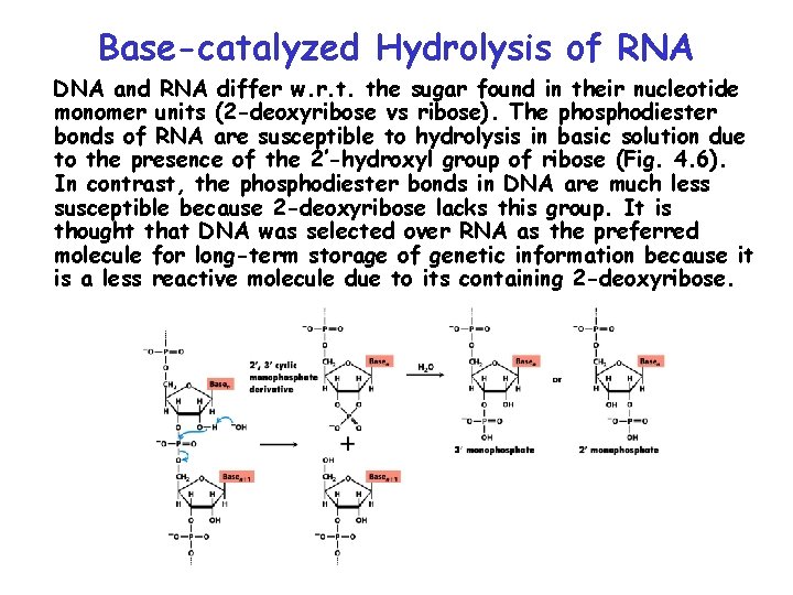 Base-catalyzed Hydrolysis of RNA DNA and RNA differ w. r. t. the sugar found