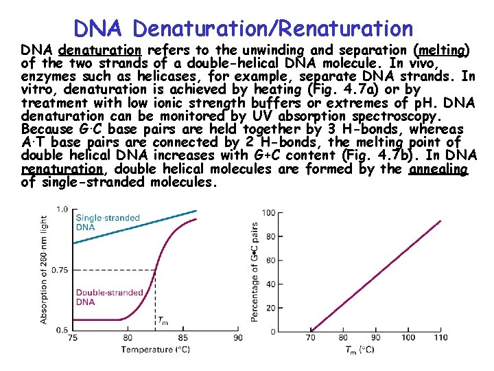 DNA Denaturation/Renaturation DNA denaturation refers to the unwinding and separation (melting) of the two