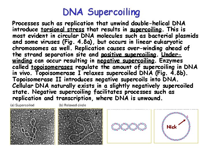DNA Supercoiling Processes such as replication that unwind double-helical DNA introduce torsional stress that