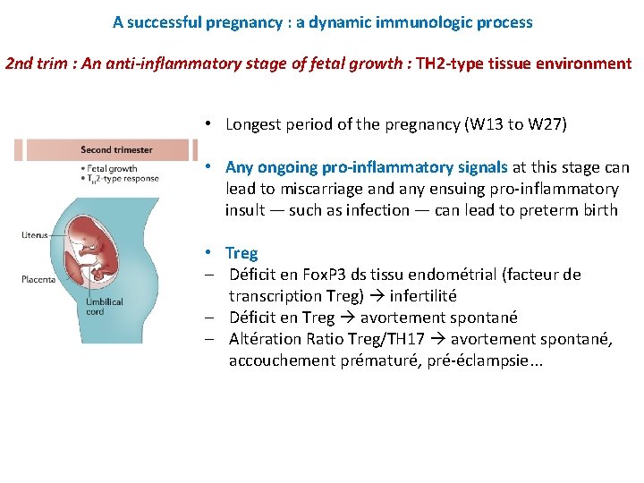 A successful pregnancy : a dynamic immunologic process 2 nd trim : An anti-inflammatory