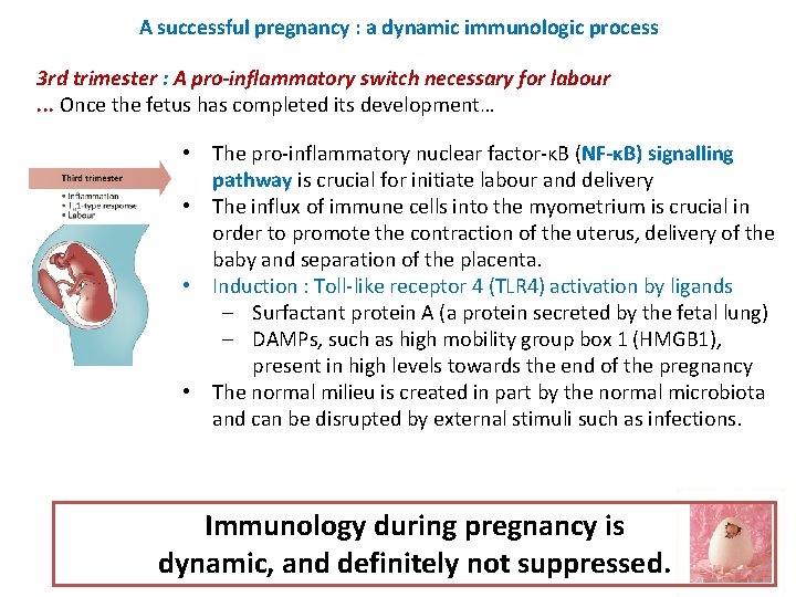 A successful pregnancy : a dynamic immunologic process 3 rd trimester : A pro-inflammatory