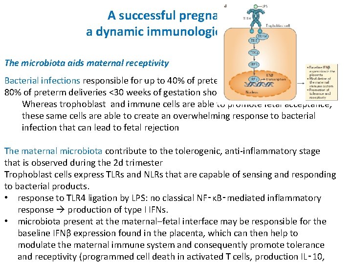 A successful pregnancy : a dynamic immunologic process The microbiota aids maternal receptivity Bacterial