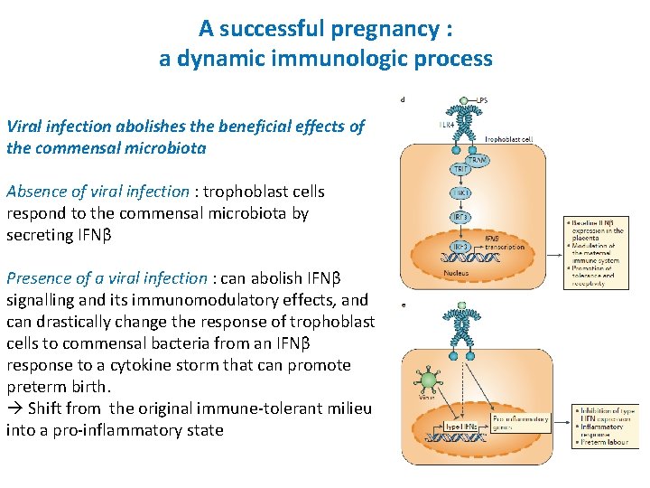 A successful pregnancy : a dynamic immunologic process Viral infection abolishes the beneficial effects