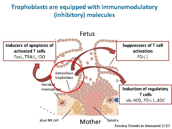 Trophoblasts are equipped with immunomodulatory (inhibitory) molecules Inducers of apoptosis of activated T cells