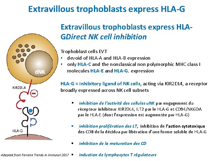 Extravillous trophoblasts express HLA-G Extravillous trophoblasts express HLAGDirect NK cell inhibition Trophoblast cells EVT