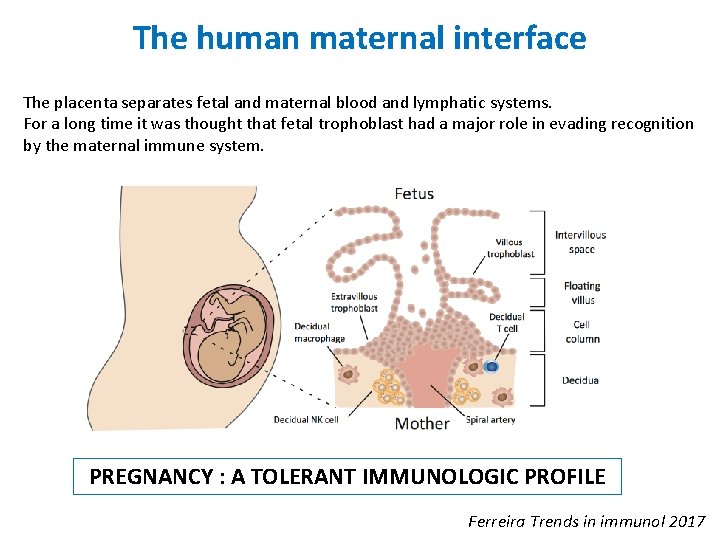 The human maternal interface The placenta separates fetal and maternal blood and lymphatic systems.
