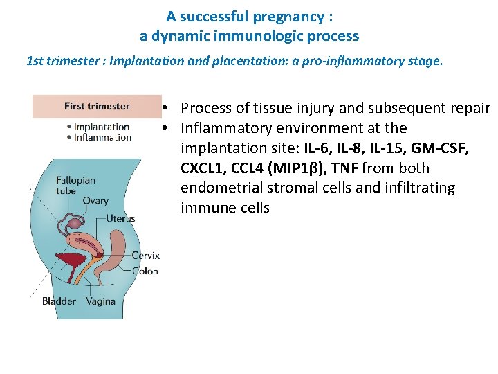 A successful pregnancy : a dynamic immunologic process 1 st trimester : Implantation and