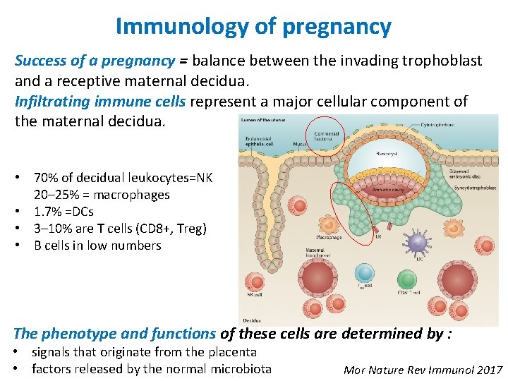 Immunology of pregnancy Success of a pregnancy = balance between the invading trophoblast and