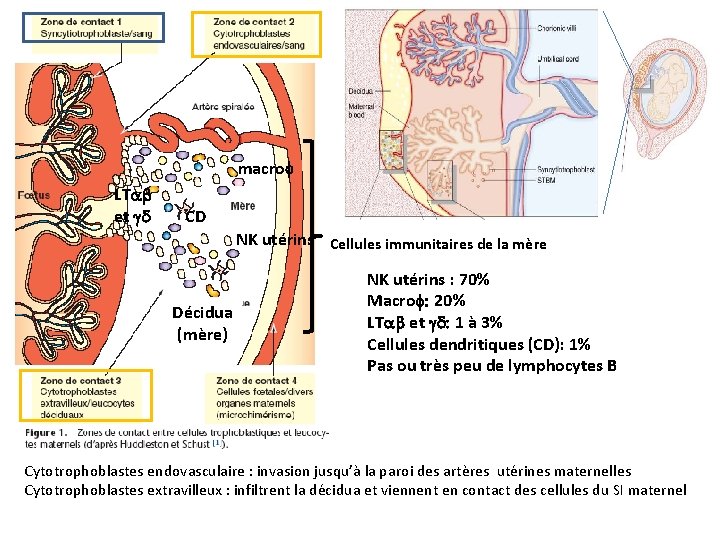 macrof LTab et gd CD NK utérins Cellules immunitaires de la mère Décidua (mère)