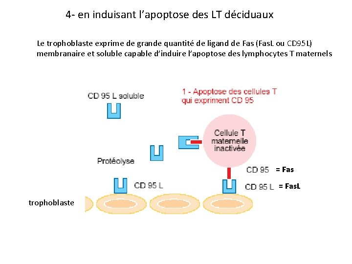 4 - en induisant l’apoptose des LT déciduaux Le trophoblaste exprime de grande quantité