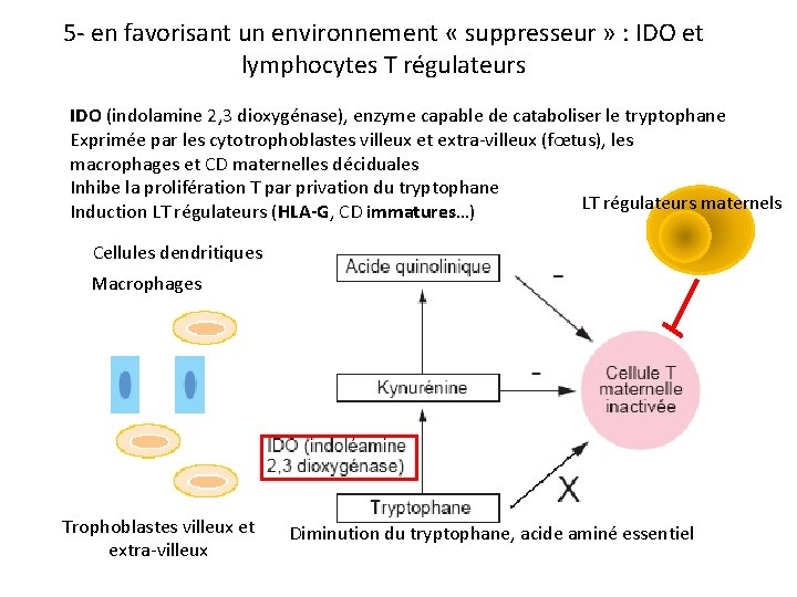 5 - en favorisant un environnement « suppresseur » : IDO et lymphocytes T