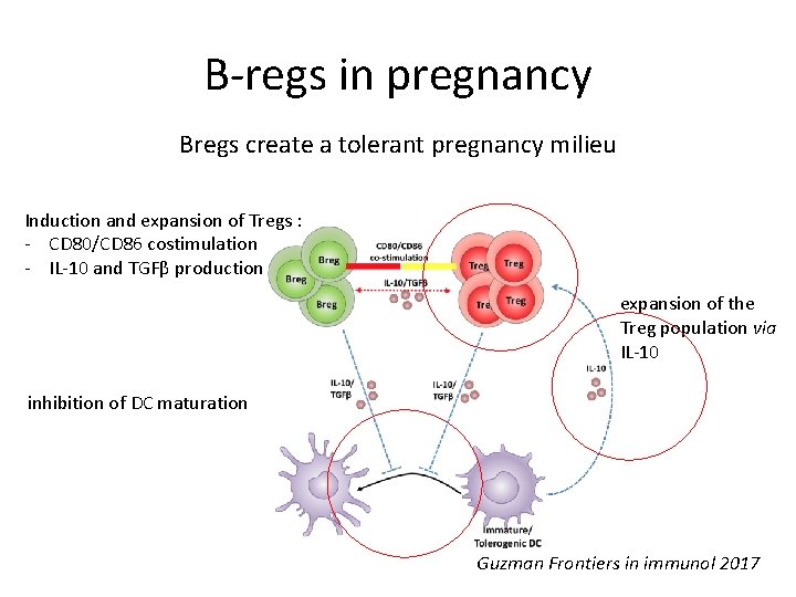 B-regs in pregnancy Bregs create a tolerant pregnancy milieu Induction and expansion of Tregs