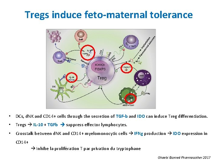 Tregs induce feto-maternal tolerance • DCs, d. NK and CD 14+ cells through the