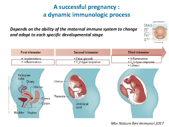 A successful pregnancy : a dynamic immunologic process Depends on the ability of the