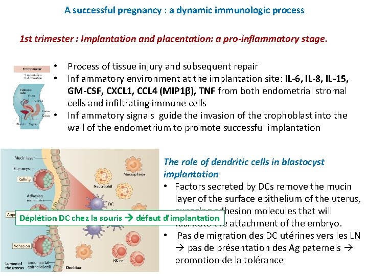A successful pregnancy : a dynamic immunologic process 1 st trimester : Implantation and