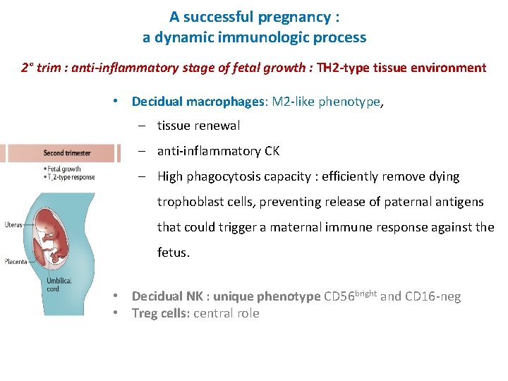 A successful pregnancy : a dynamic immunologic process 2° trim : anti-inflammatory stage of