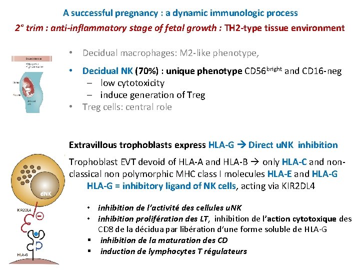 A successful pregnancy : a dynamic immunologic process 2° trim : anti-inflammatory stage of