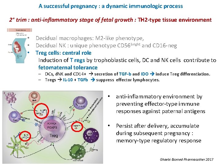 A successful pregnancy : a dynamic immunologic process 2° trim : anti-inflammatory stage of