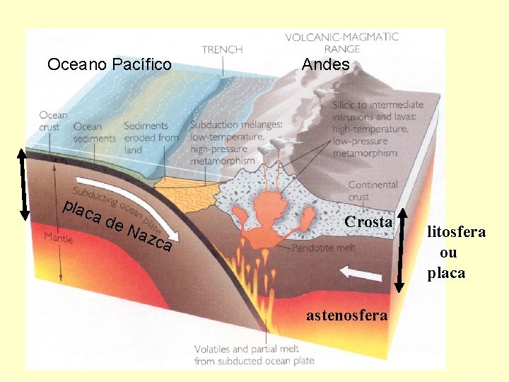 Oceano Pacífico plac ad e. N azc Andes Crosta a astenosfera litosfera ou placa