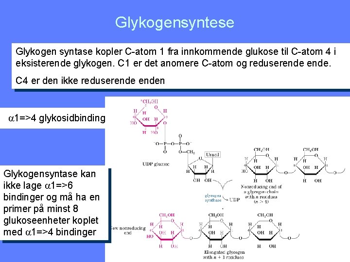 Glykogensyntese Glykogen syntase kopler C-atom 1 fra innkommende glukose til C-atom 4 i eksisterende