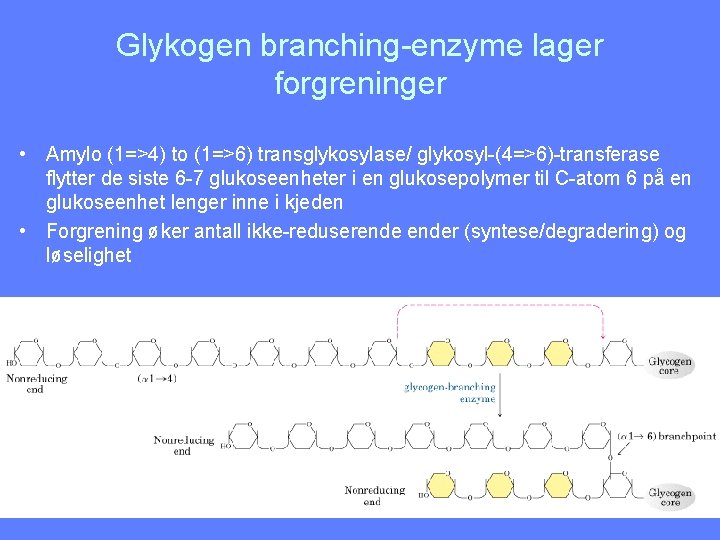 Glykogen branching-enzyme lager forgreninger • Amylo (1=>4) to (1=>6) transglykosylase/ glykosyl-(4=>6)-transferase flytter de siste