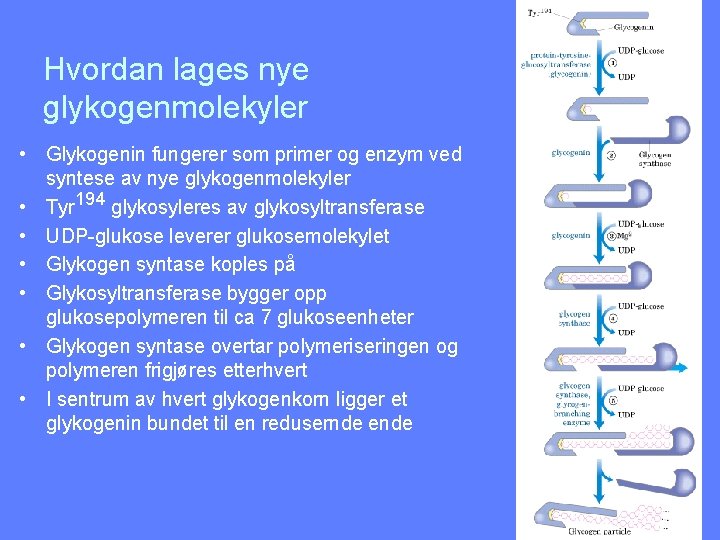 Hvordan lages nye glykogenmolekyler • Glykogenin fungerer som primer og enzym ved syntese av